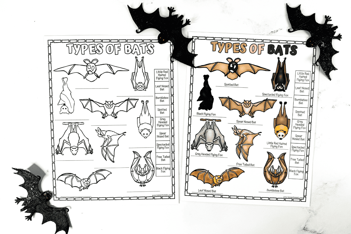 17 Free Printable Bat Worksheets For Kids