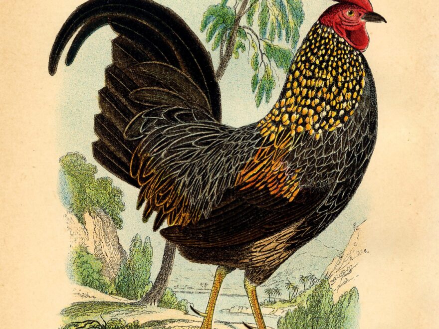 19 Rooster Images The Graphics Fairy