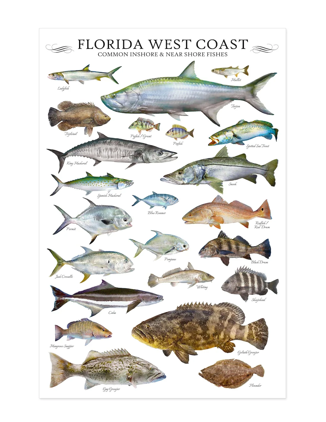 24x36 Florida West Coast Common Inshore Nearshore Fishes Poster Florida Gulf Of Mexico Fish Poster Fish ID Chart Etsy 24x36 Florida West Coast Common Inshore Nearshore Fishes Poster Florida Gulf Of Mexico Fish Poster Fish ID Chart Etsy