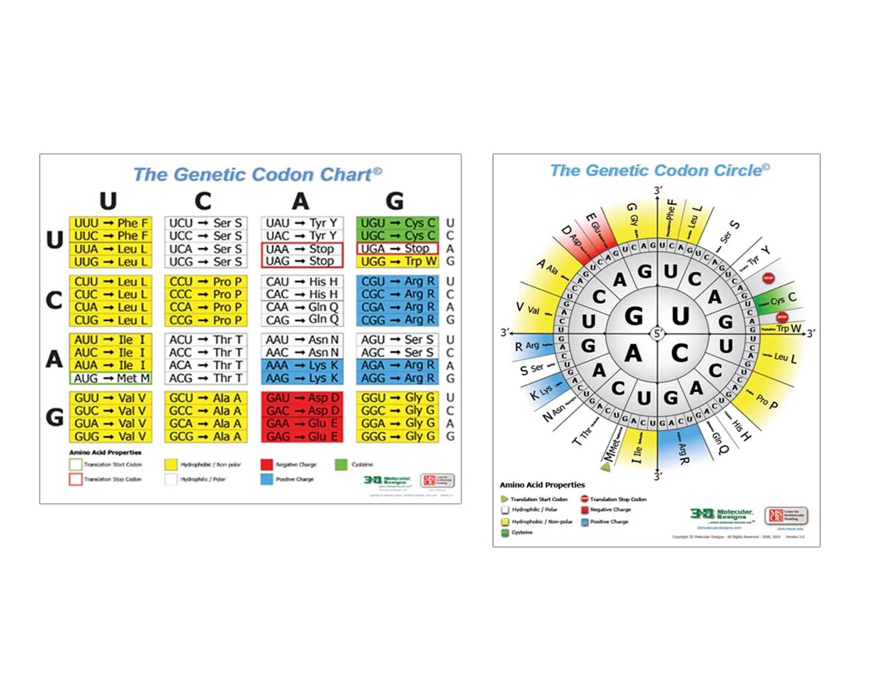 3DMD Genetic Codon Poster