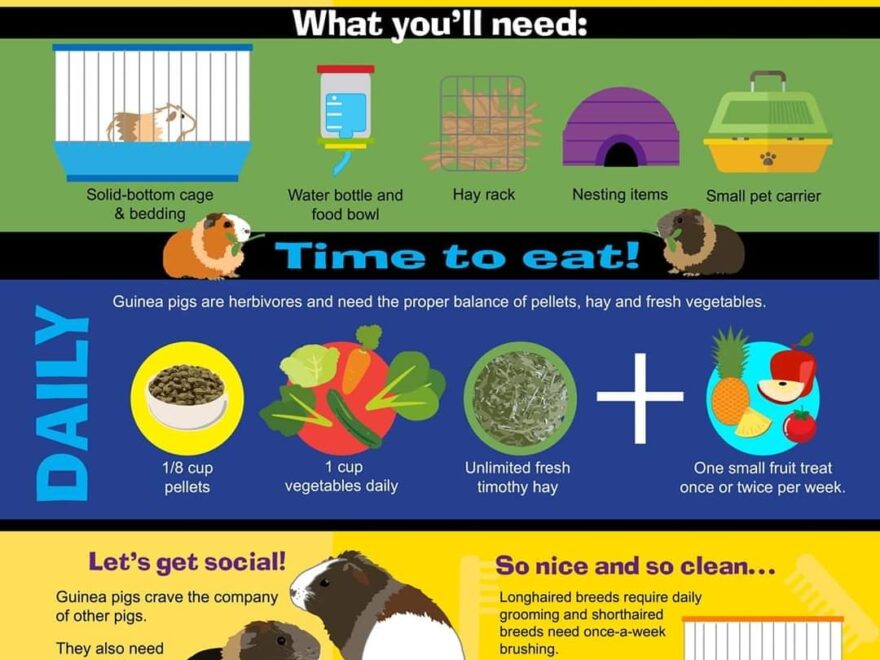 Above And Beyond Guinea Rescue Serving Los Angeles And Orange County