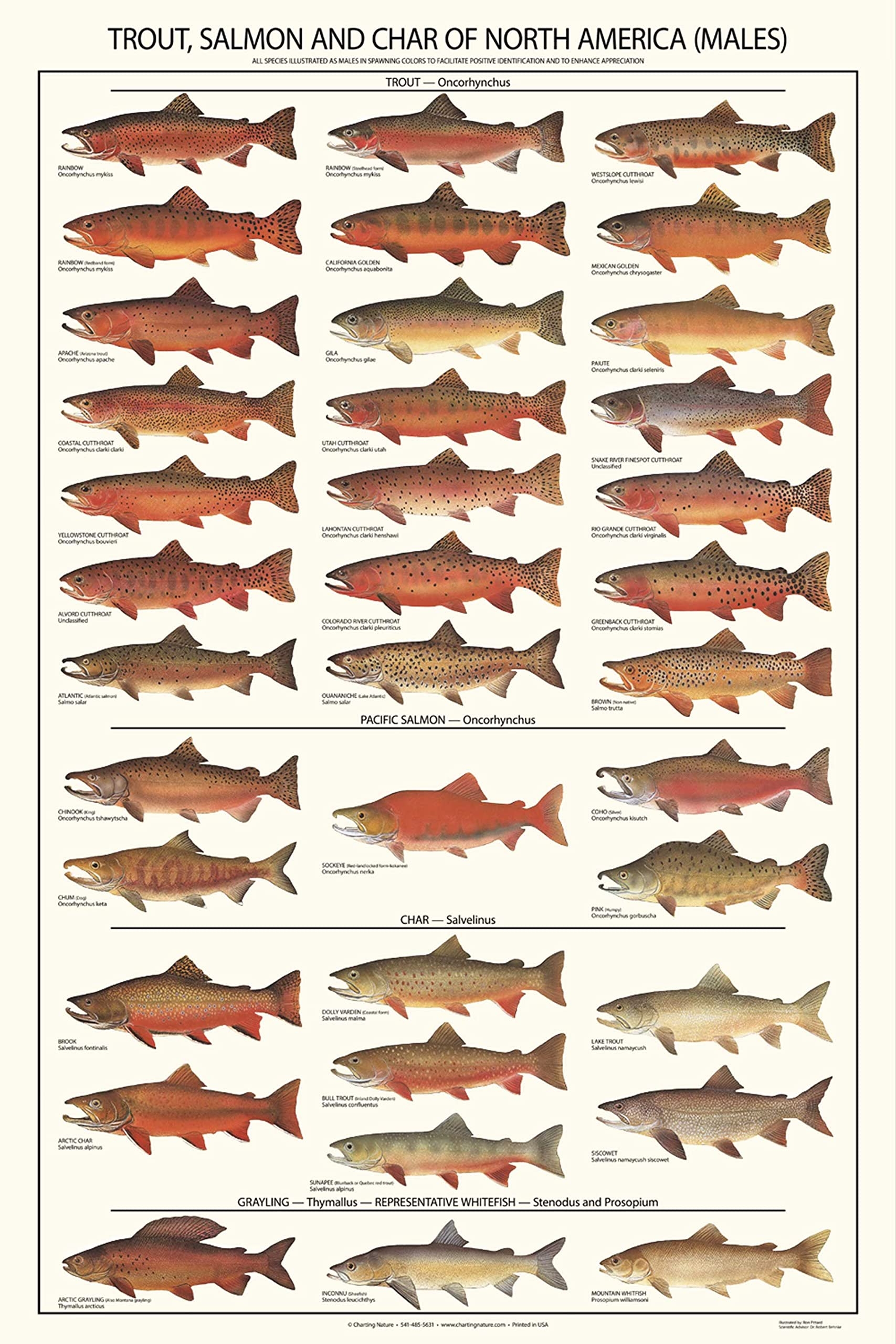Amazon Trout Salmon Char Identification Chart 12 x18 Fishing Guide Poster Educational Wall Art For Anglers Nature Lovers 12 x18 Male Posters Prints