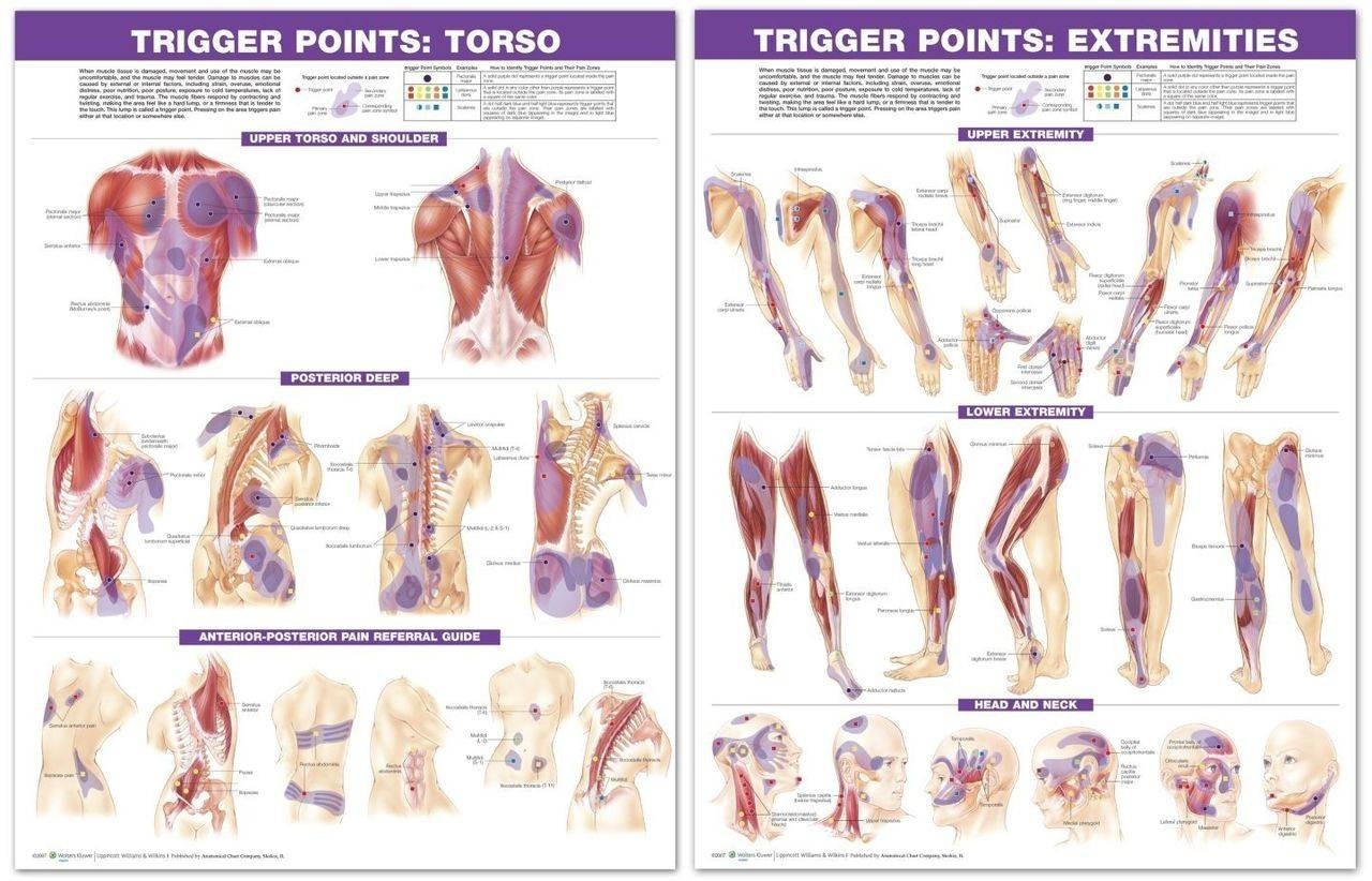Anatomical Chart Company Trigger Point Chart Set Torso And Extremities 2nd Edition Laminated Anatomy Warehouse Anatomical Chart Company Trigger Point Chart Set Torso And Extremities 2nd Edition Laminated Anatomy Warehouse