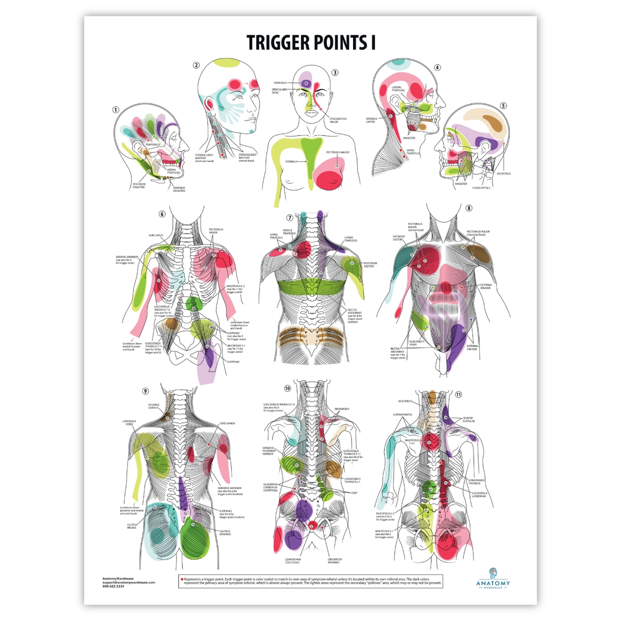 Anatomy Lab Trigger Points I Laminated Poster Anatomy Warehouse Anatomy Lab Trigger Points I Laminated Poster Anatomy Warehouse