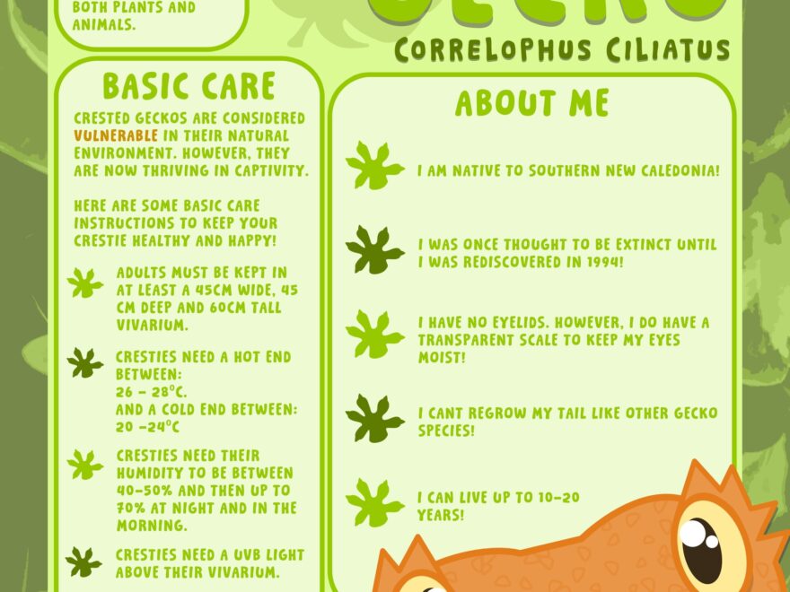 ArtStation Crested Gecko Care Sheet