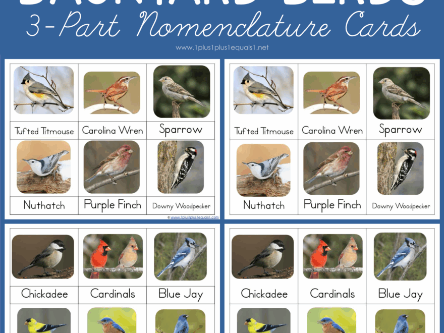 Backyard Birds Printable Photo Cards 1 1 1 1