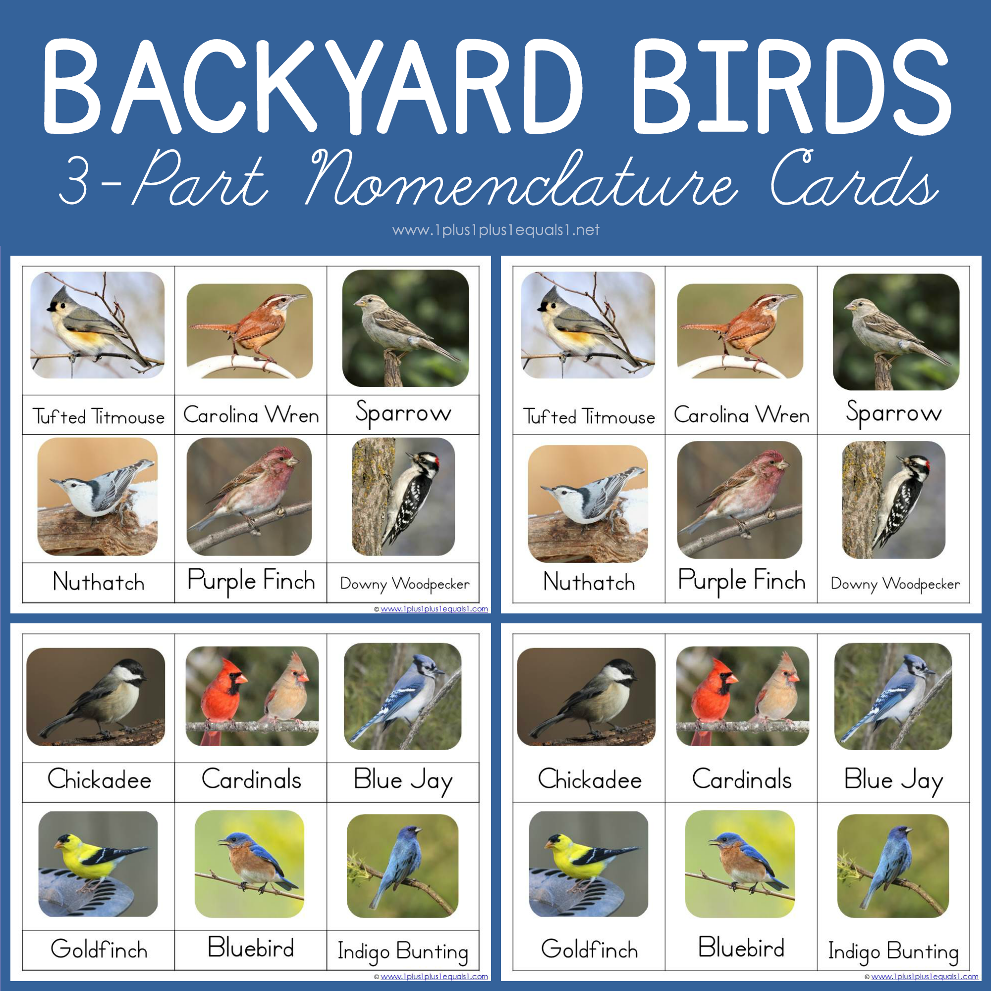 Backyard Birds Printable Photo Cards 1 1 1 1 Backyard Birds Printable Photo Cards 1 1 1 1