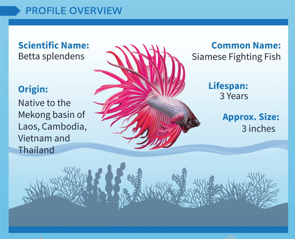 Free Printable Beta Fish Information Sheet Free Printable Beta Fish Information Sheet