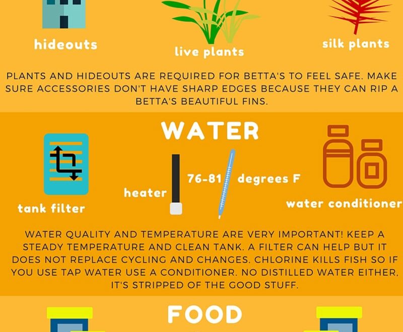 Betta Fish Care How To Take Care Of A Betta Bettafish