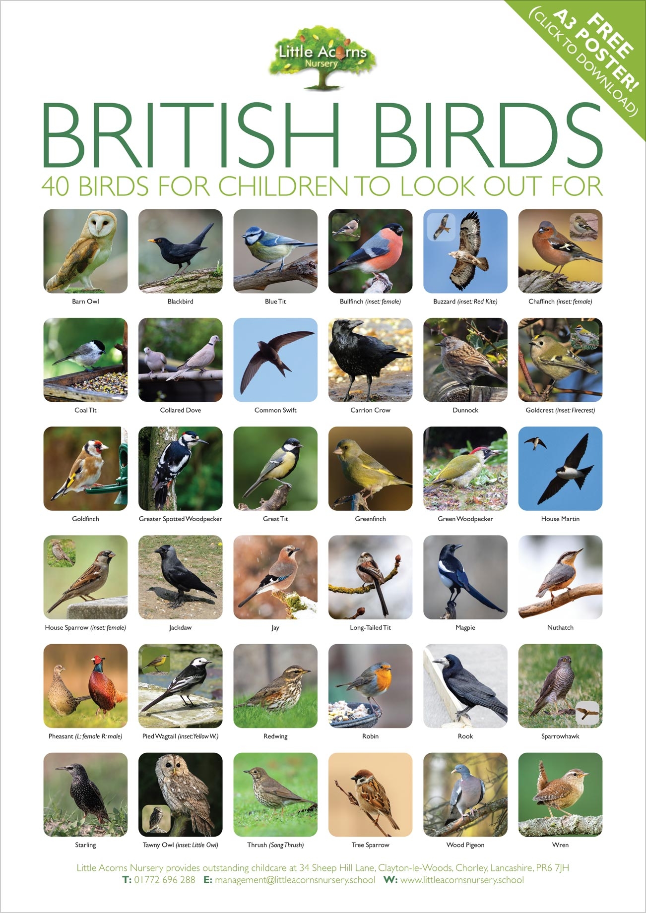 Bird Spotting Activity For Kids with Free British Birds Poster Bird Spotting Activity For Kids with Free British Birds Poster