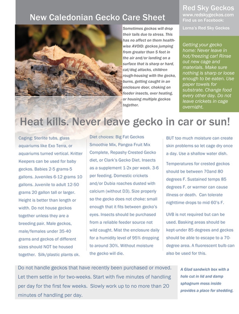 Crested Gecko Care Sheet Printable