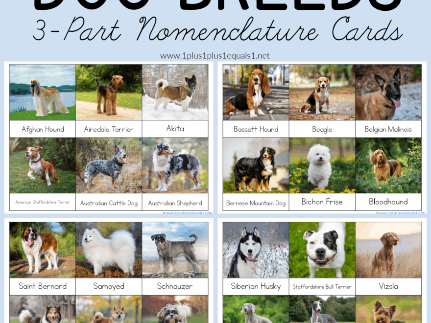 Dog Breed 3 Part Cards 1 1 1 1