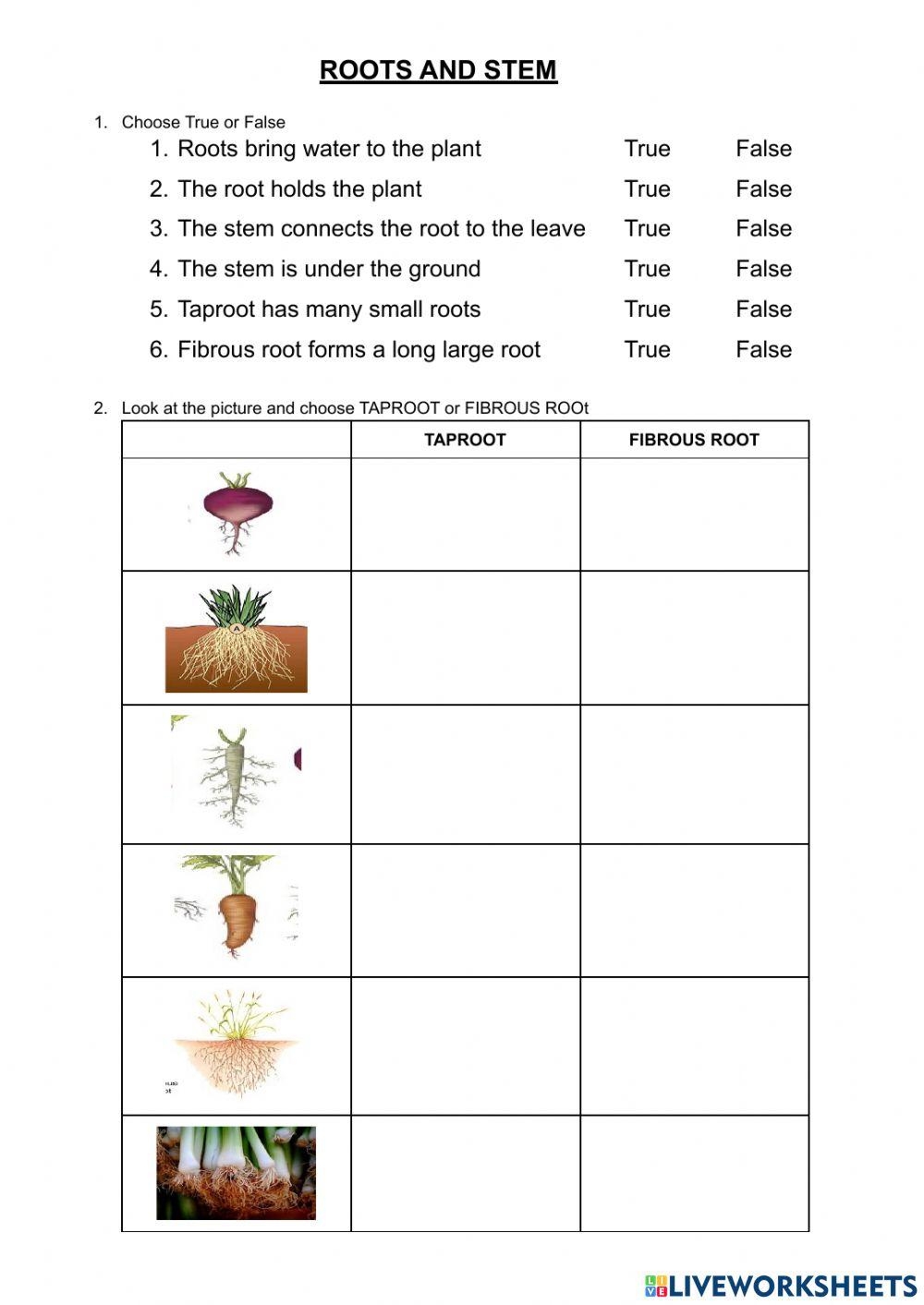 Stem Question Printable Sheet Stem Question Printable Sheet