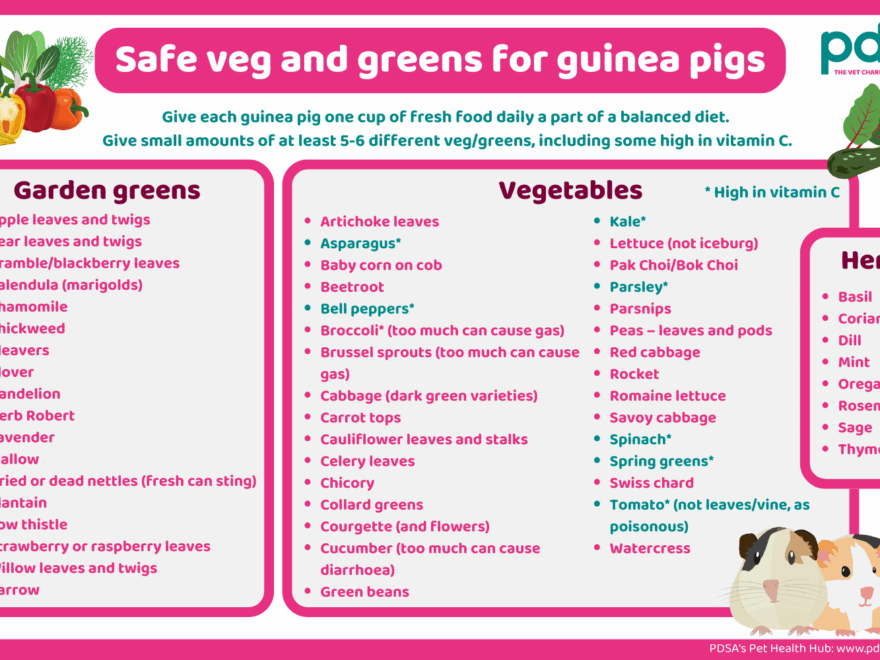 Guinea Pig Food List Printable Printable Guinea Pig Safe Vegetable Guide Essential Nutrition