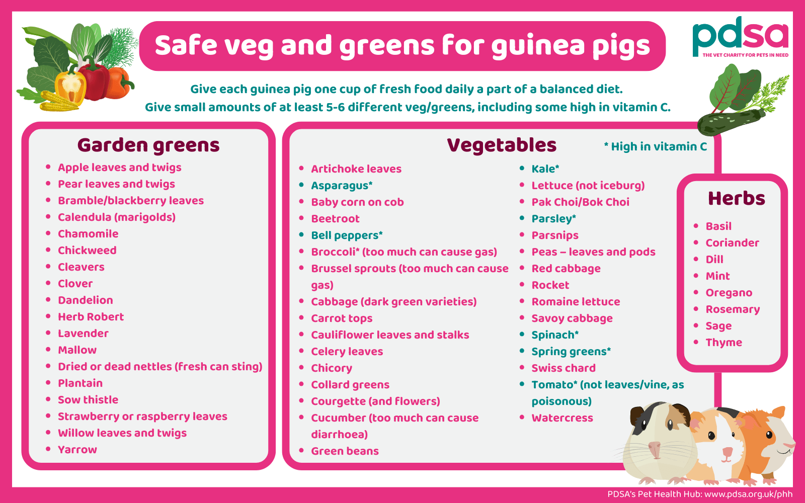 Guinea Pig Food List Printable Printable Guinea Pig Safe Vegetable Guide Essential Nutrition