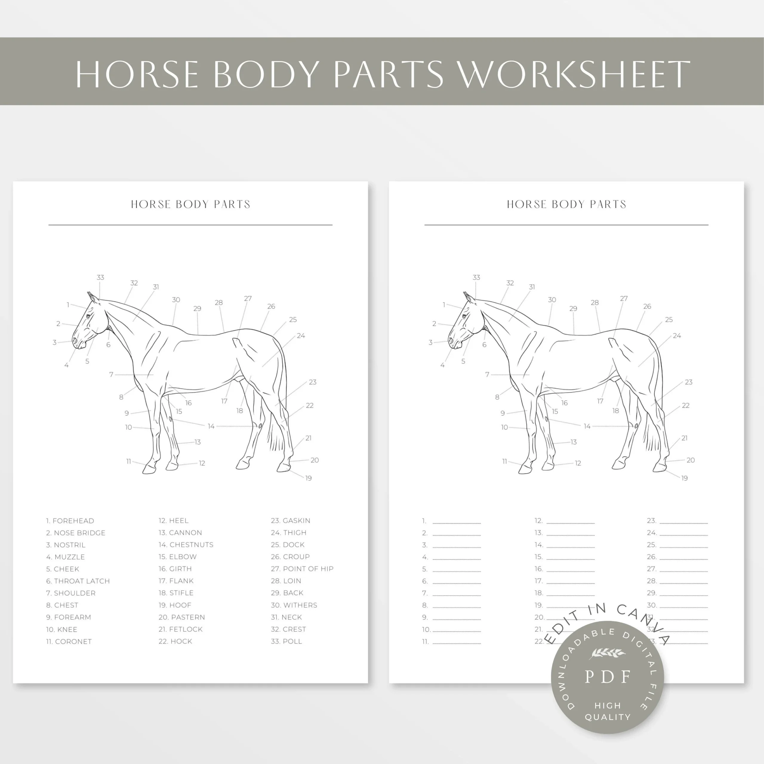 Horse Body Parts Horse Anatomy Equine Worksheet Horse Body Worksheet Parts Of A Horse Equine Equestrian Horse Body Line Art Etsy