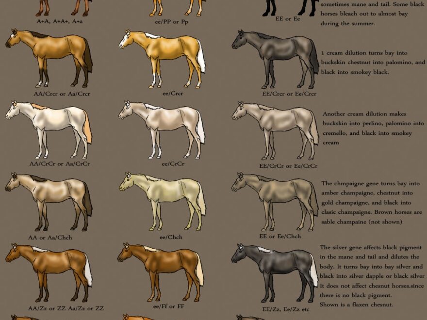 Horse Color Chart By MagicWindsStables On DeviantArt