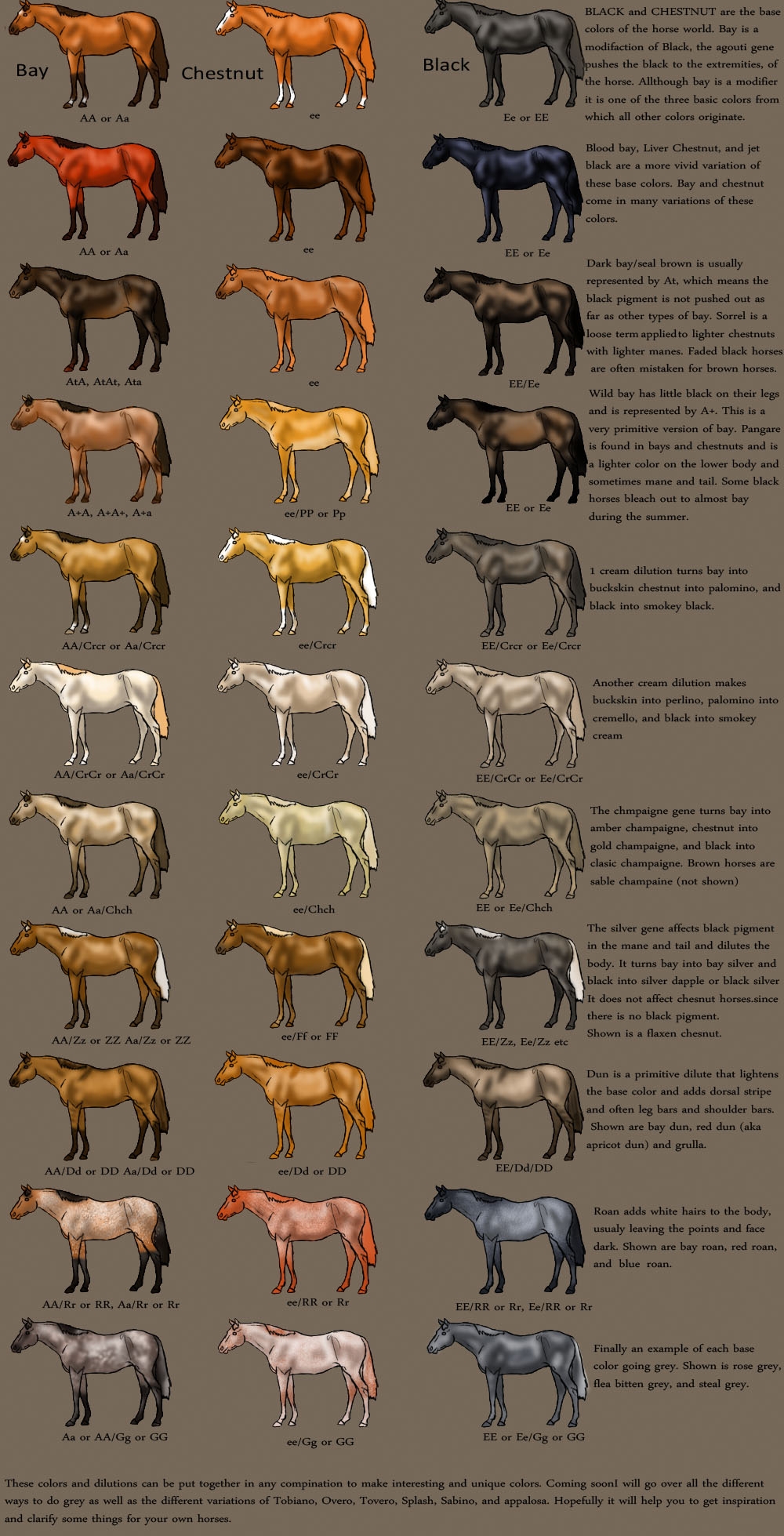 Horse Color Chart By MagicWindsStables On DeviantArt