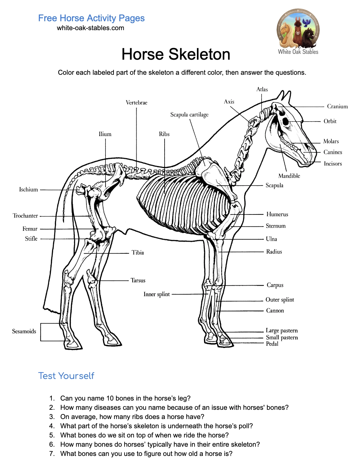 Simple Horse Body Parts Quiz Printable