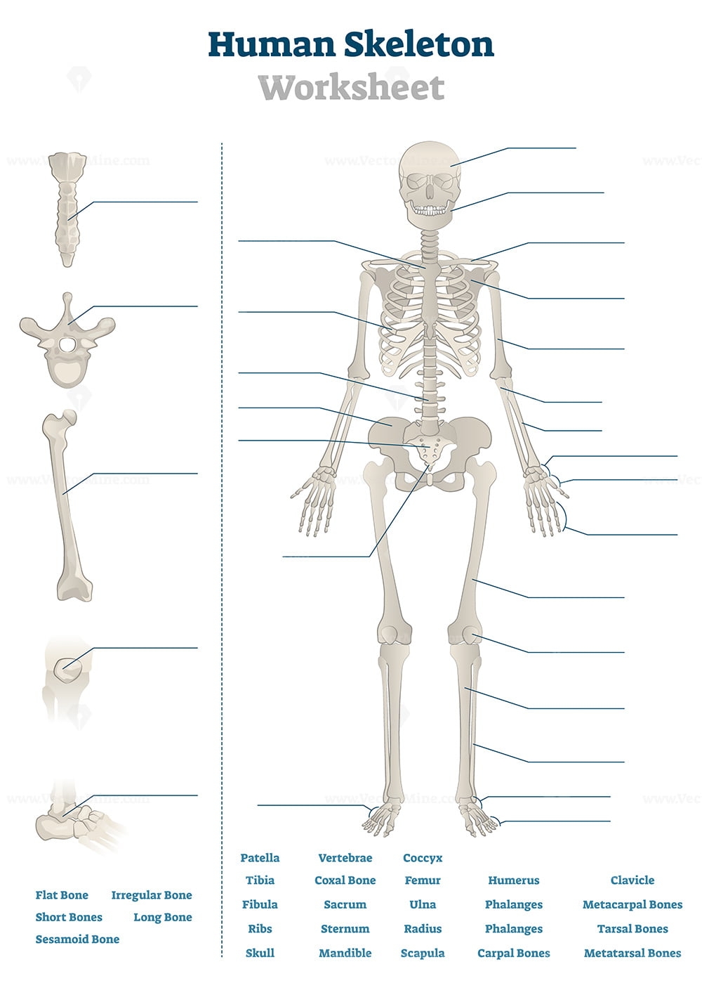 Printable Human Bone Diagram Quiz