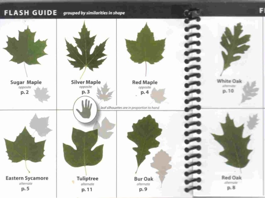 Ohio Tree Identification By Leaf Httpwwwsurvivalschoolcom