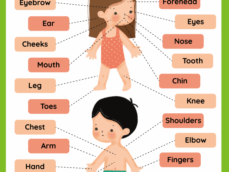 Parts Of The Body Free Worksheet SKOOLGO