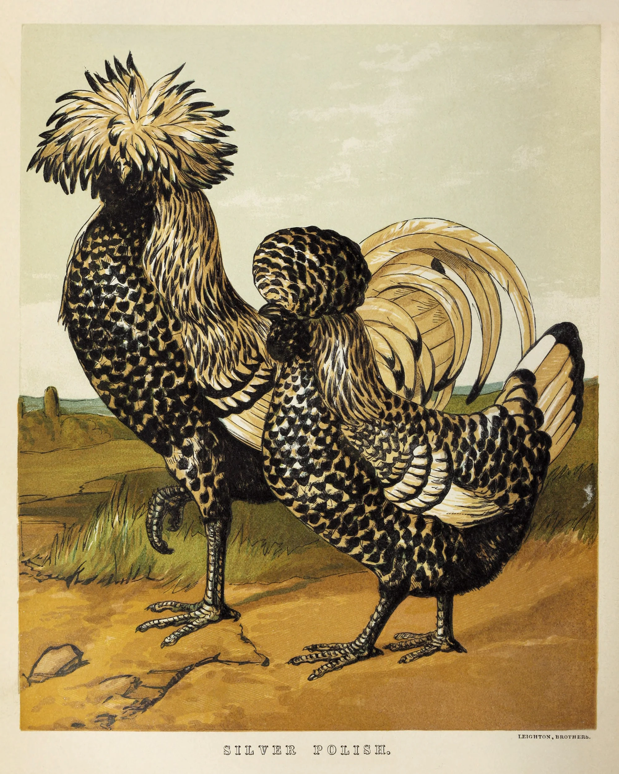 Vintage French Rooster Signs Wide Printable