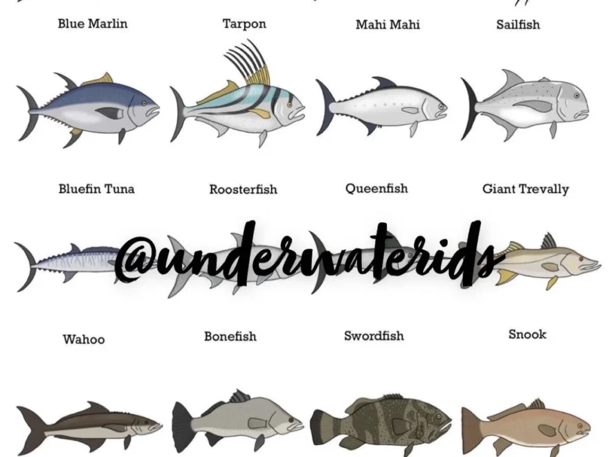 Saltwater Game Fish ID Art Print Fishing Species Guide buy One Get Any Free Etsy