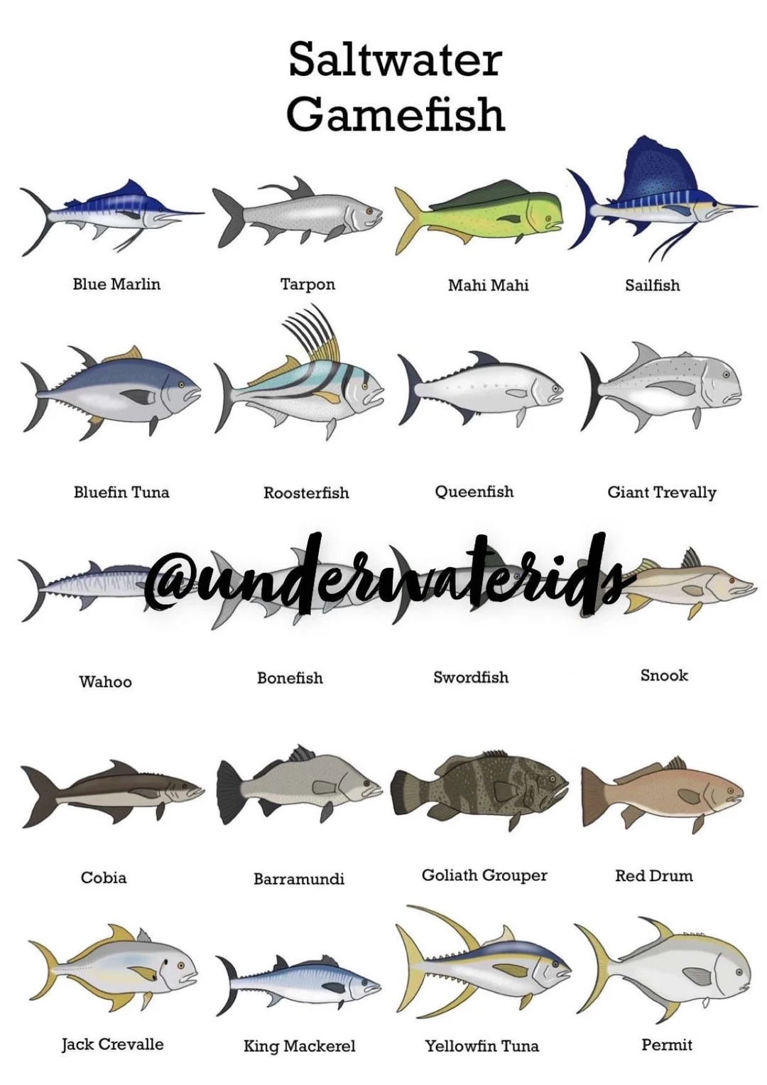 Saltwater Game Fish ID Art Print Fishing Species Guide buy One Get Any Free Etsy Saltwater Game Fish ID Art Print Fishing Species Guide buy One Get Any Free Etsy