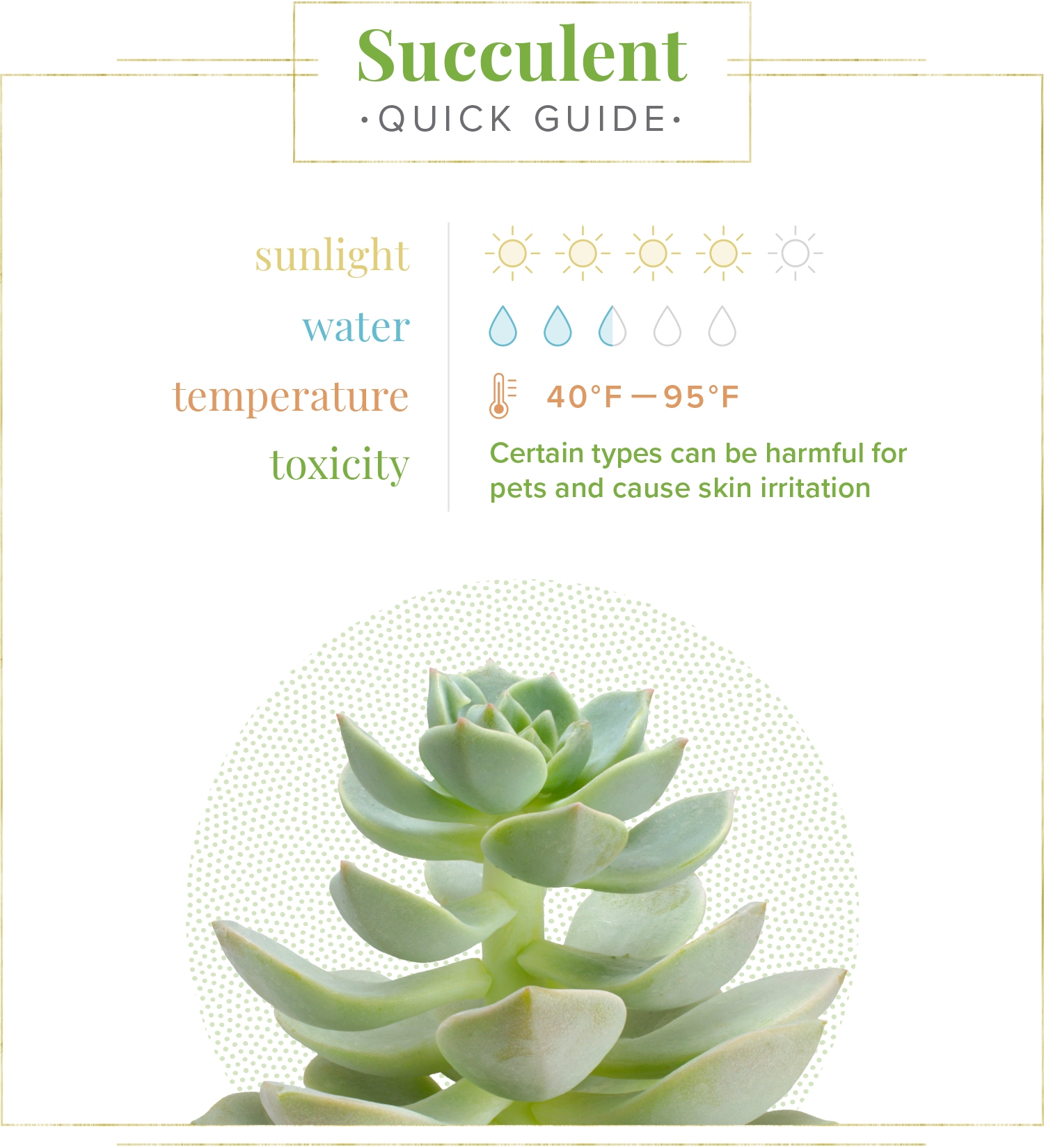 Succulent Care Guide Growing Information Tips Proflowers Blog