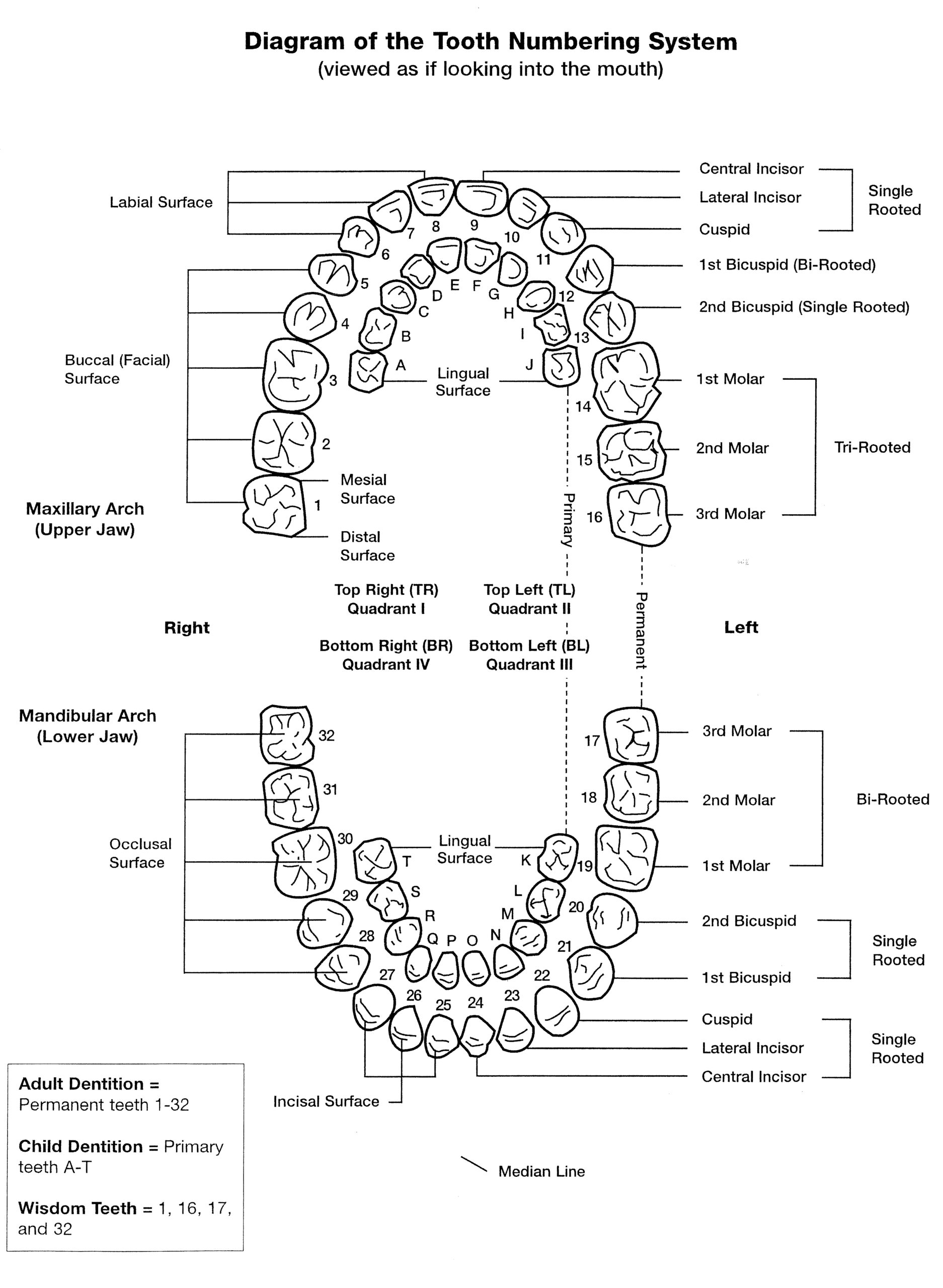 Printable Tooth Chart Numbers