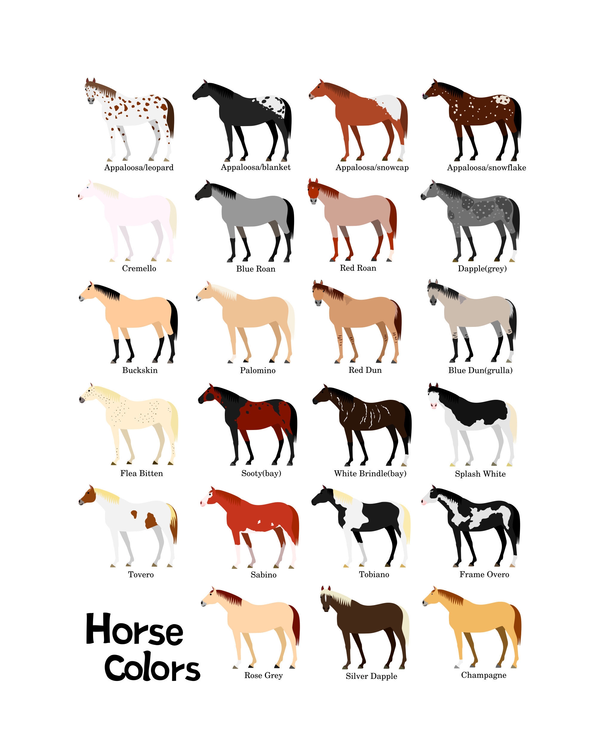Various Colors Of Horses Chart Svg Png Jpg 16 20 Etsy