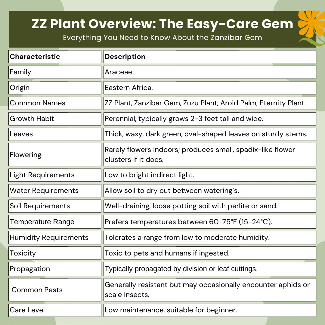 Why Is My ZZ Plant Not Growing  Why Is My ZZ Plant Not Growing