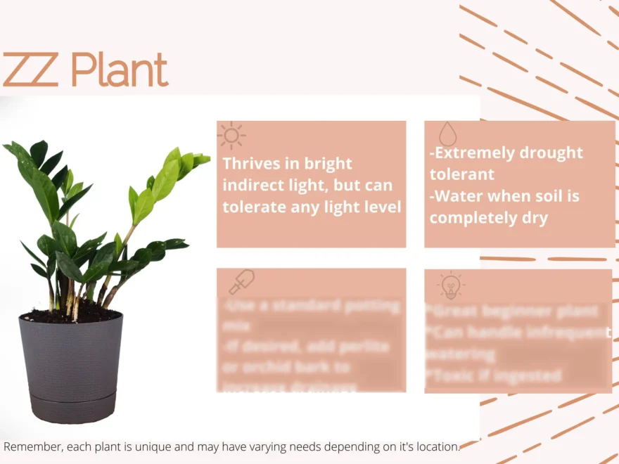ZZ Plant Care Card Digital Download plant Care Card houseplant Care Card new Plant Parent plant Lover Gift Etsy Israel