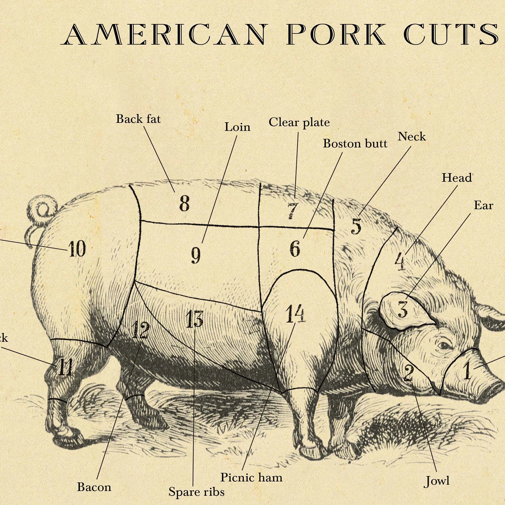 AMERICAN Pork Butcher Chart Cuts Of Meat Etching Style Print Farm Animal Decor Etsy