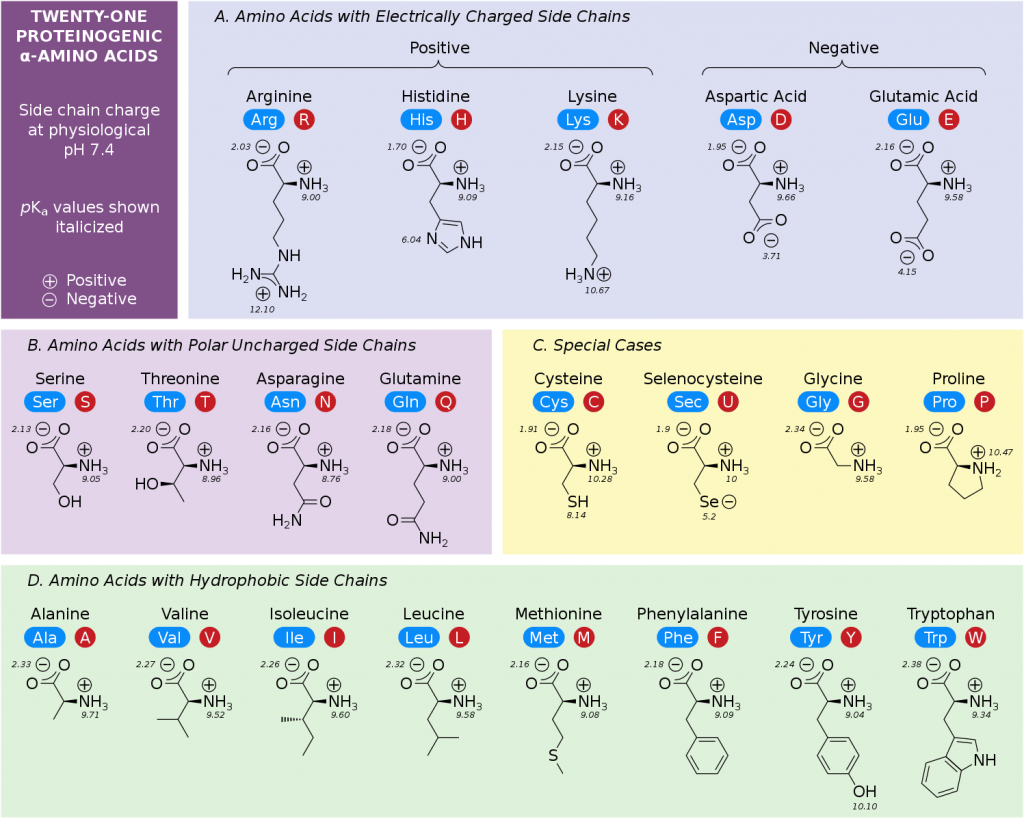 Amino Acid Chart Printable Amino Acid Chart Printable