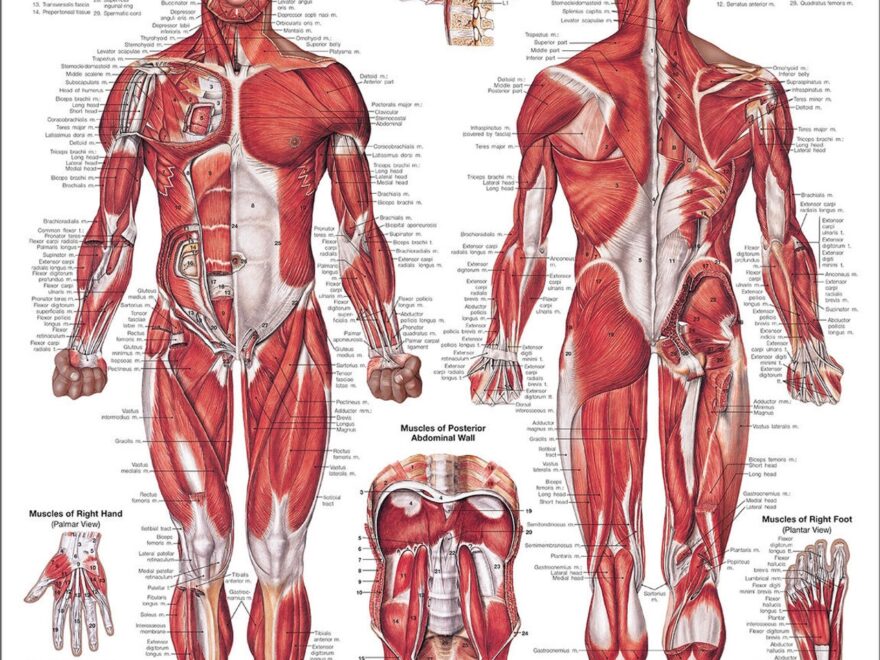 Anatomical Chart Company The Muscular System Anatomical Chart Anatomy Warehouse