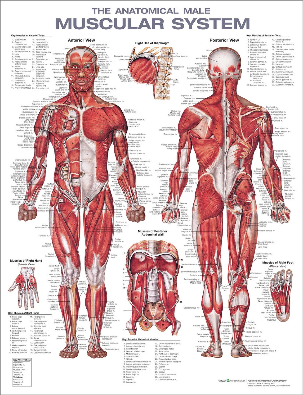 Anatomical Chart Company The Muscular System Anatomical Chart Anatomy Warehouse