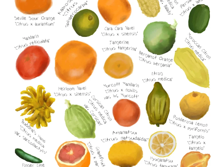 Buy Citrus Fruit Identification Chart Lemon Orange Illustration digital Download Online In India Etsy