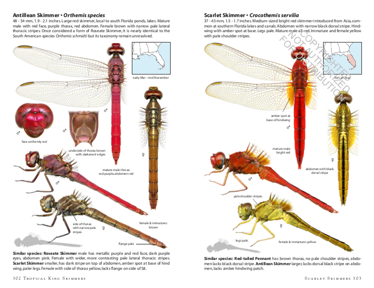 Printable Dragonfly Field Guide