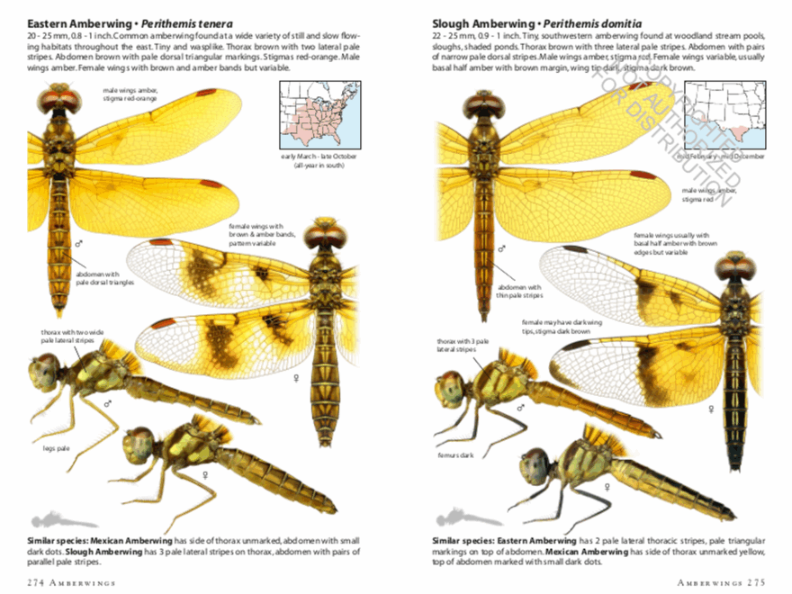 Dragonflies Of North America Mass Audubon Shop