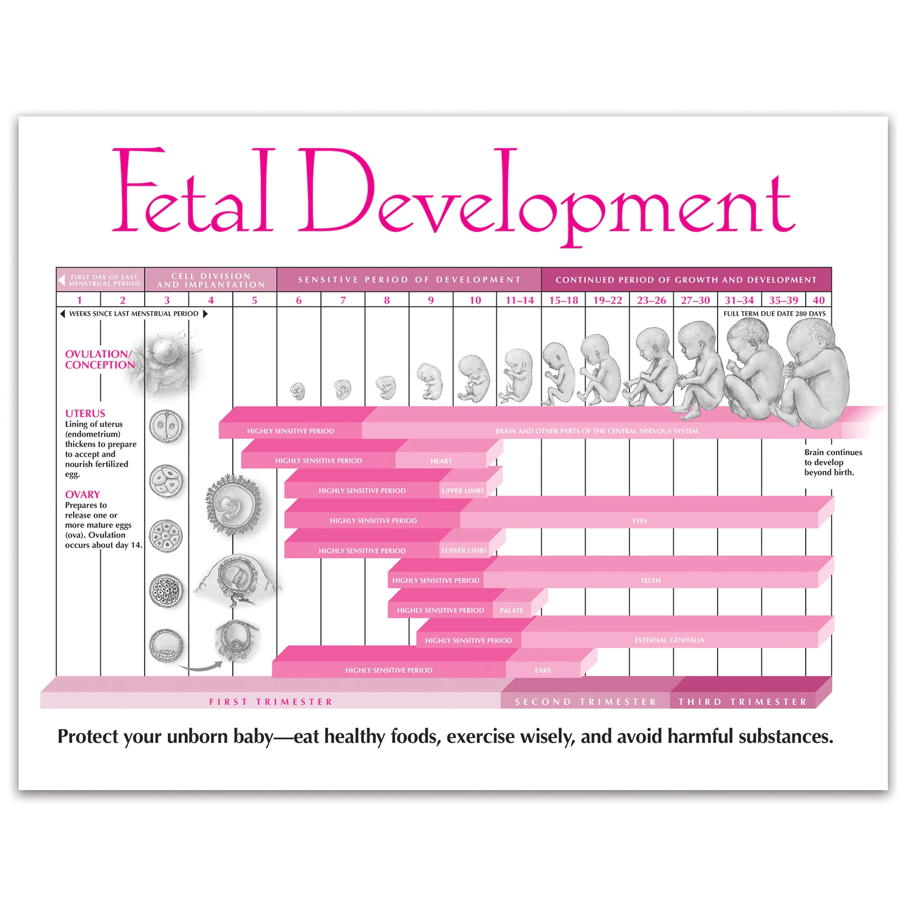 Printable Fetal Development Chart