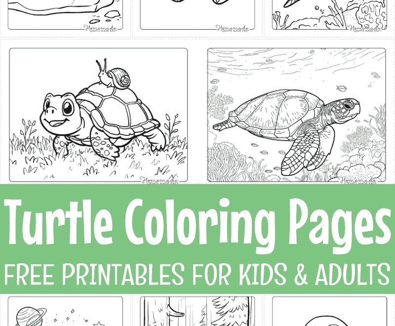 Free Printable Turtle Coloring Pages For Kids And Adults