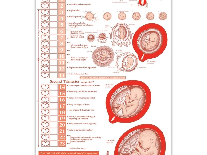 Growing A Baby Chart English No Sales Tax Cascade Health Care