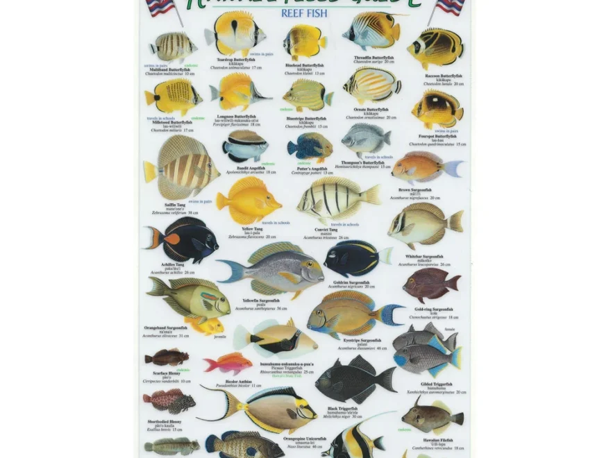 Hawai i Field Guide Reef Fish Hawaii Pacific Parks Association
