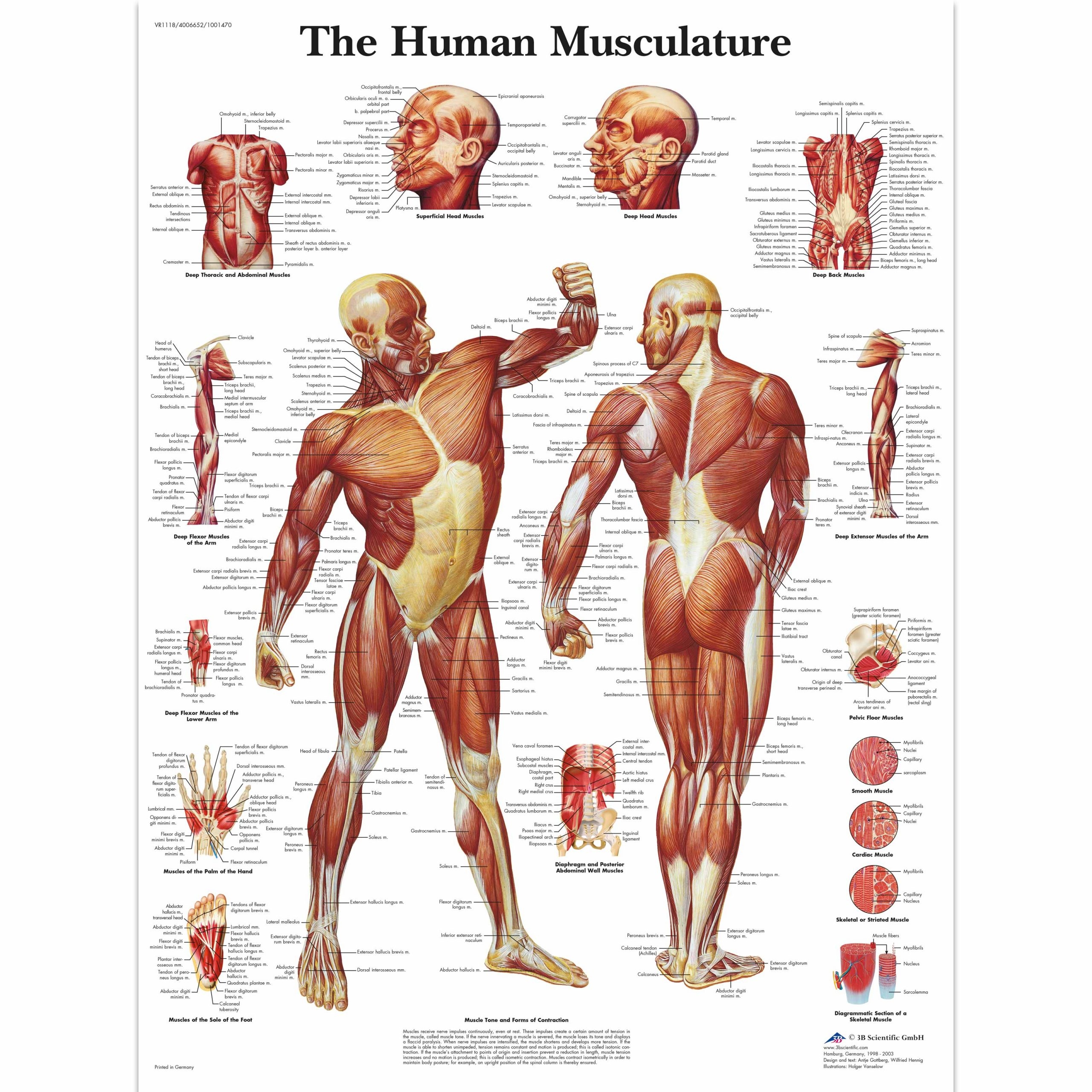 Printable Body Muscle Chart