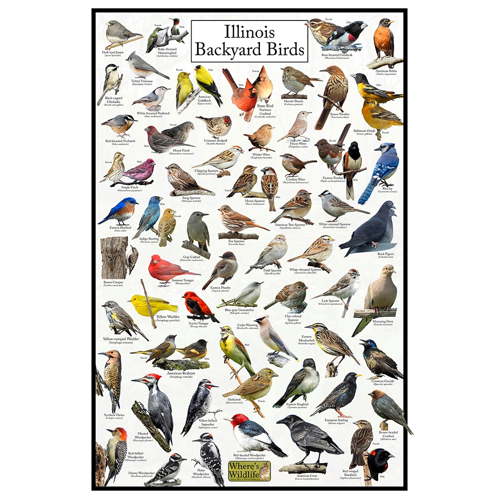 Illinois Backyard Birds Poster Illinois Bird Chart Birds At Your Bird Feeder