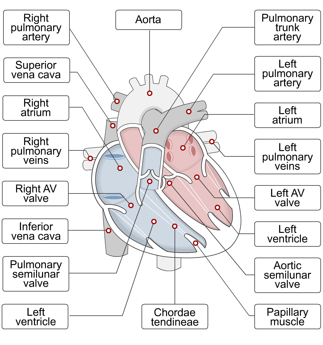 Internal Heart Anatomy Quizzes Human Bio Media