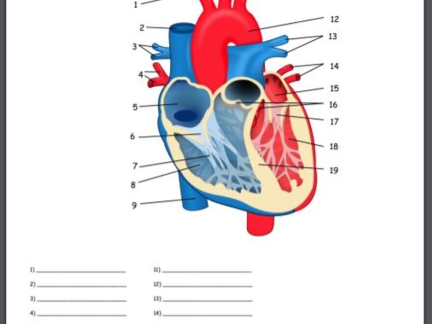 Internal Structures Of The Heart Quiz Amped Up Learning