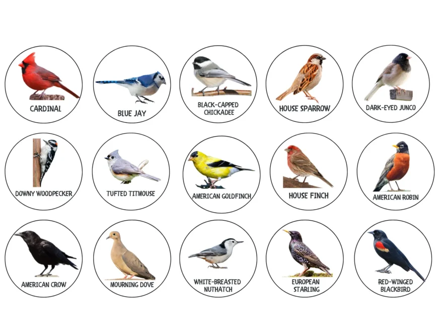 North American Birds Matching Bird Identification Chart Printable Bird Chart Common Birds Identification Charlotte Mason Nature Resource Etsy